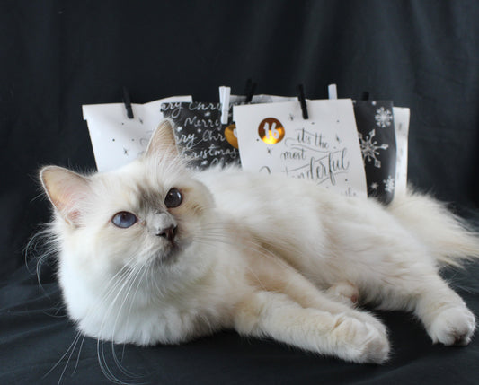 Schwabencandies Katzen-Adventskalender 2025