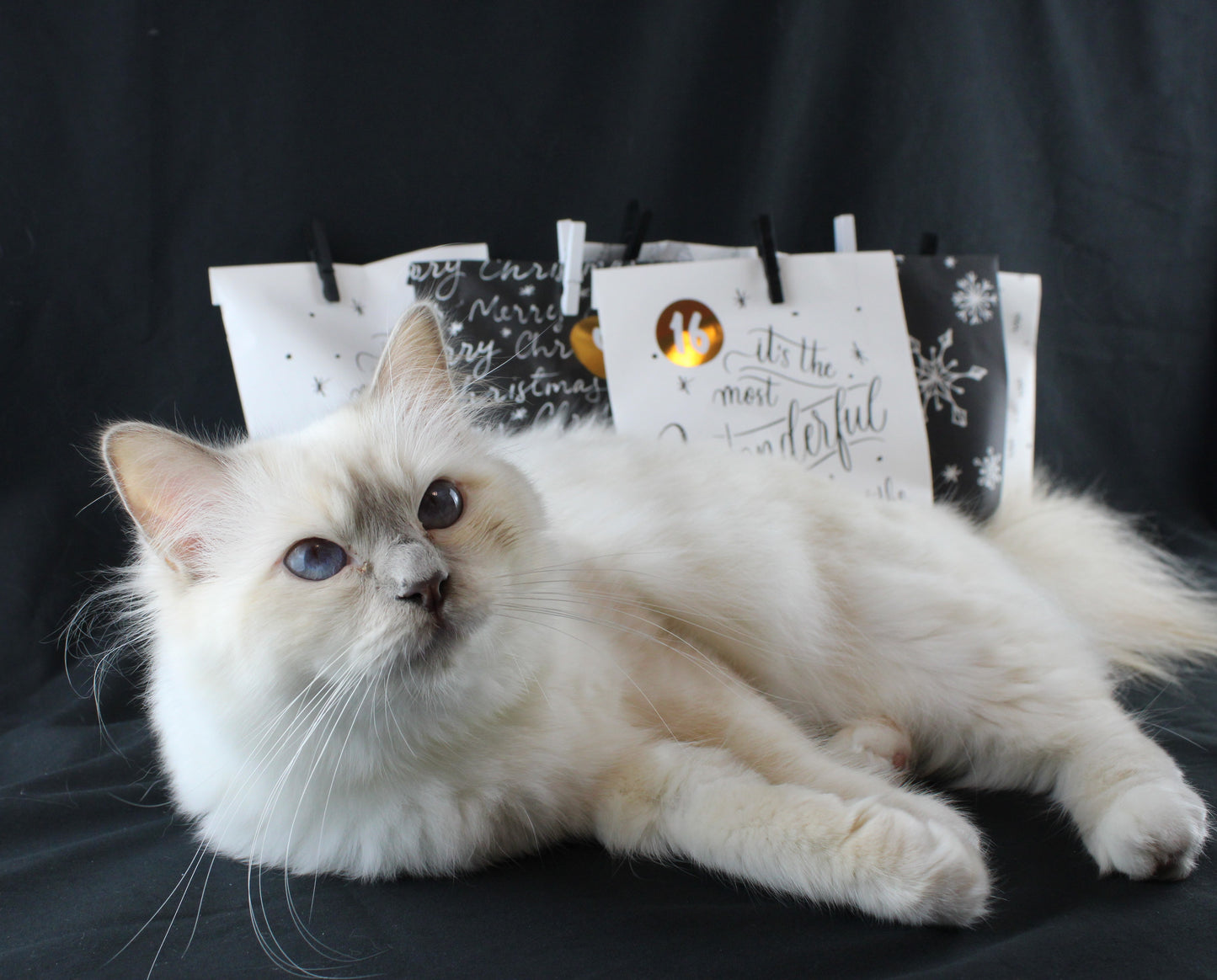 Schwabencandies Katzen-Adventskalender 2025